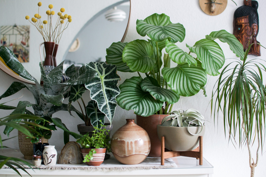 Filtered Water for Plants? We say YES!