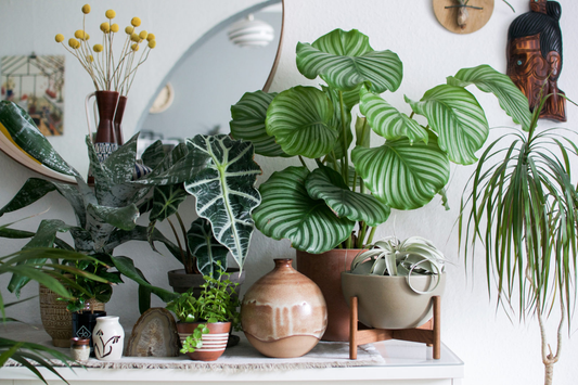 Filtered Water for Plants? We say YES!